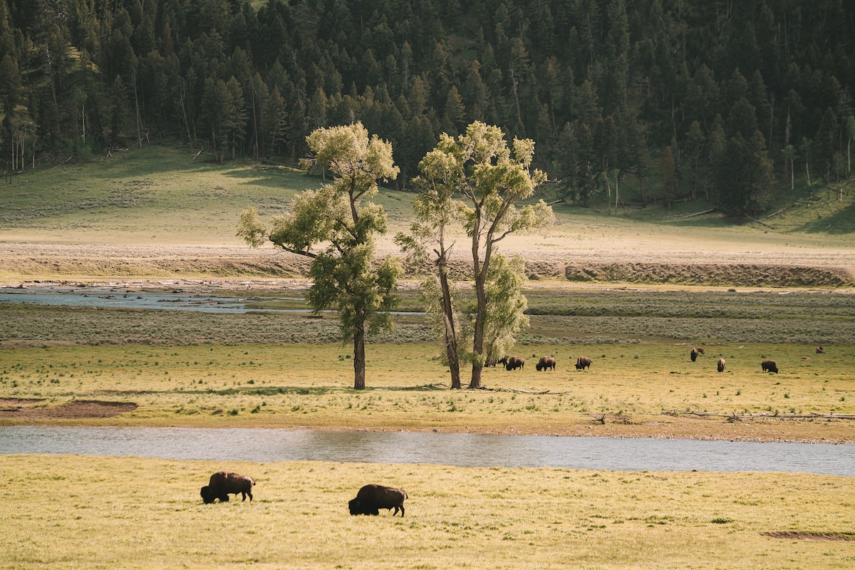 Where Should I Stay in Yellowstone? - Just Ahead